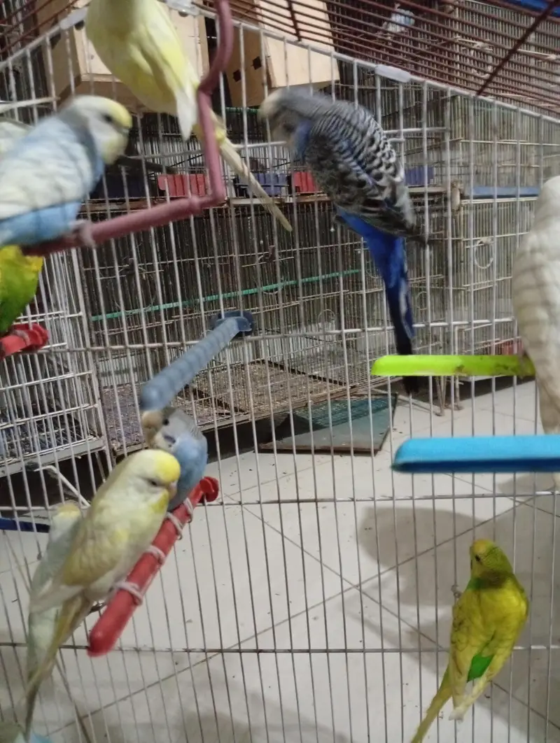 Budgies Breeder pair — photo 9