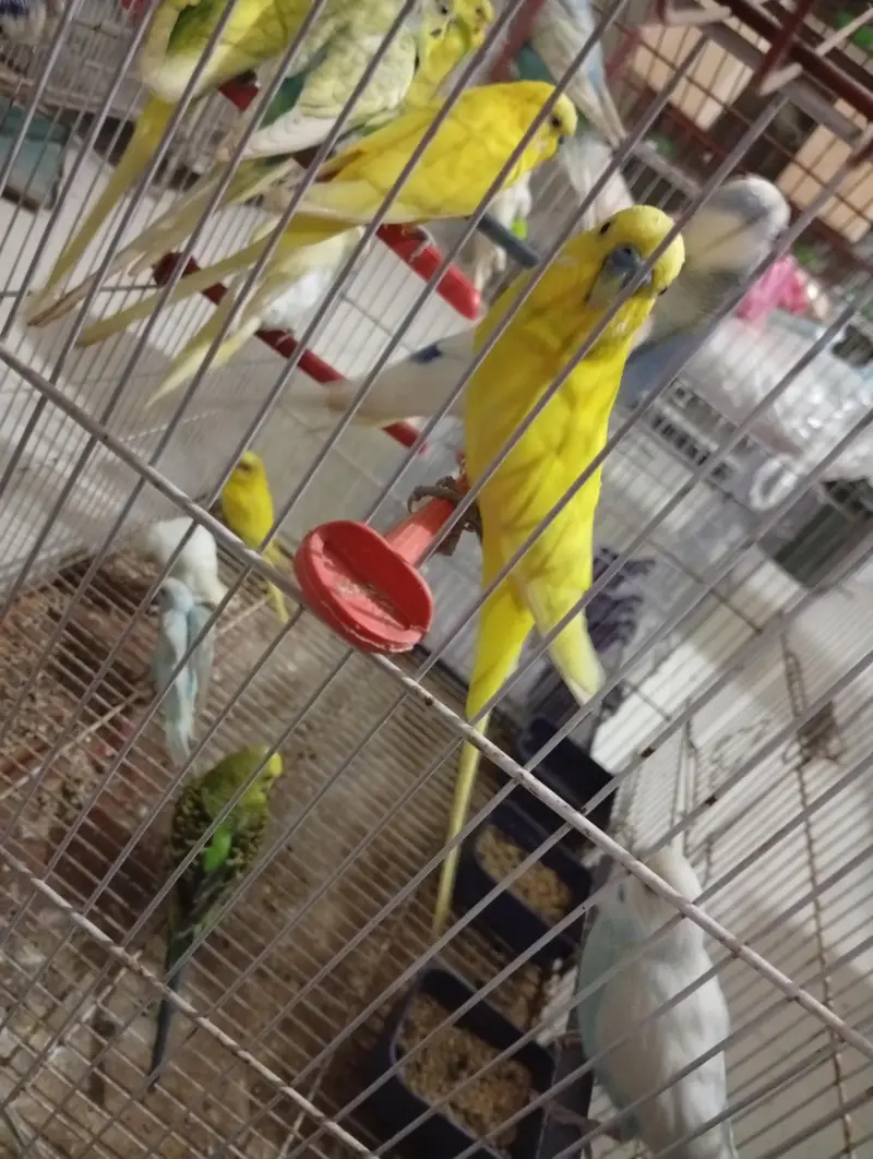 Budgies Breeder pair — photo 10