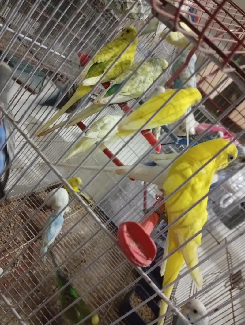 Budgies Breeder pair — photo 11