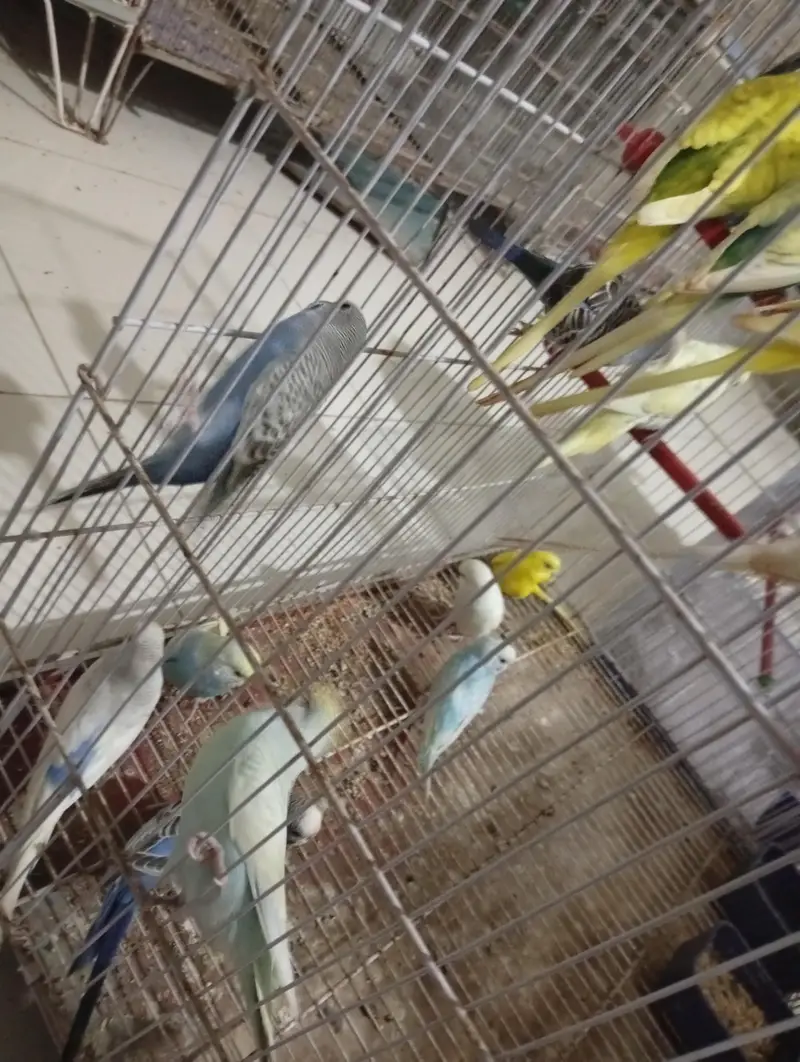 Budgies Breeder pair — photo 12