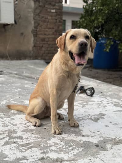 Labrador breeder female available