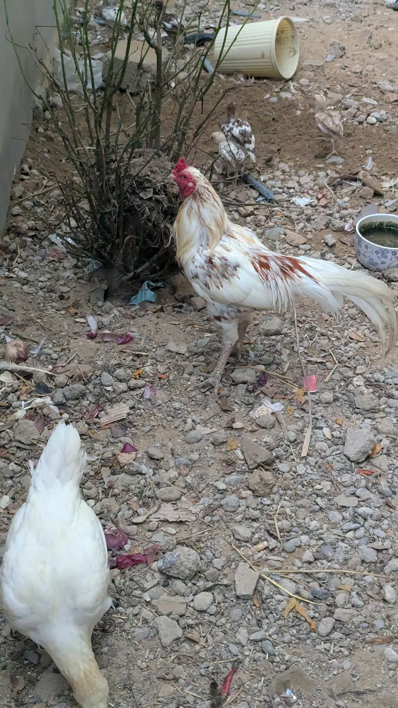 aseel mianwali and Sindhi aseel murgi — photo 2