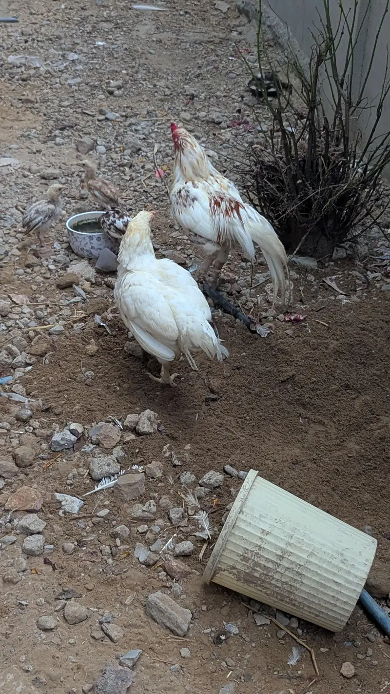 aseel mianwali and Sindhi aseel murgi — photo 3