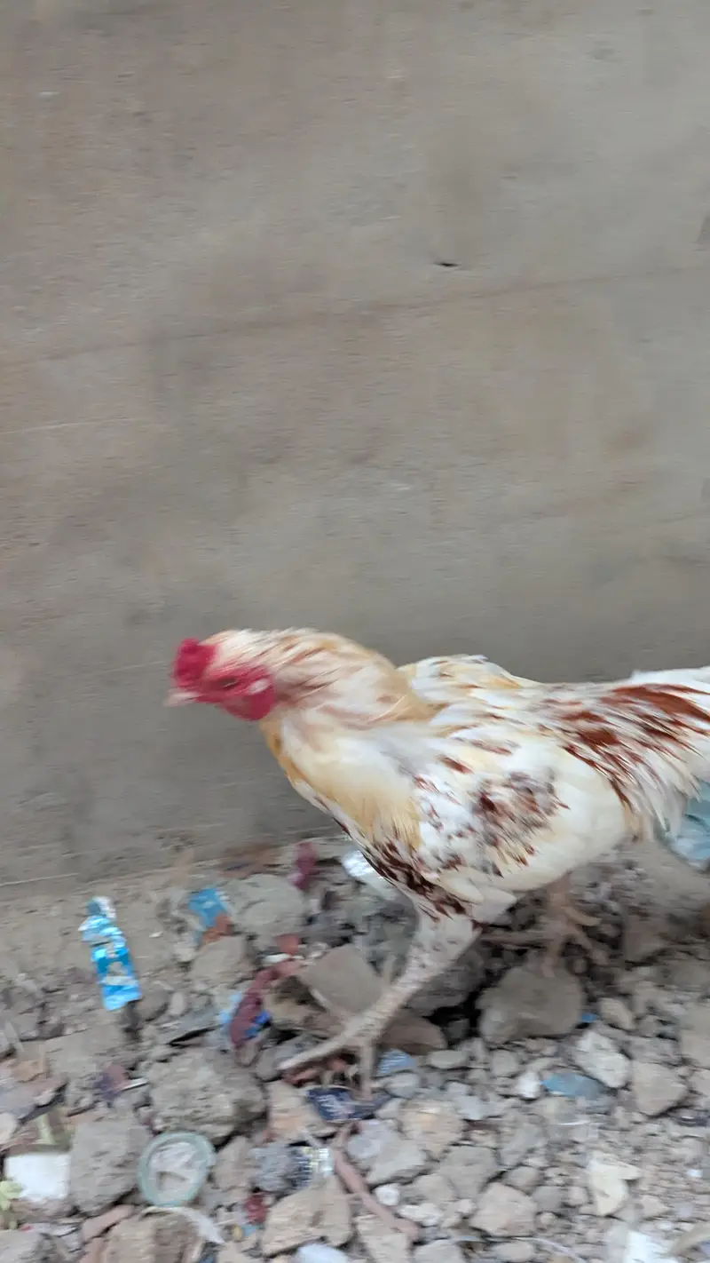 aseel mianwali and Sindhi aseel murgi — photo 8
