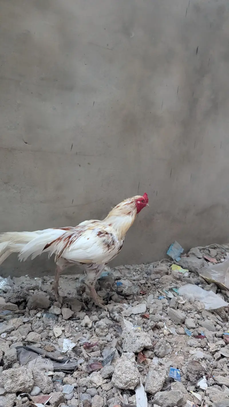 aseel mianwali and Sindhi aseel murgi — photo 9