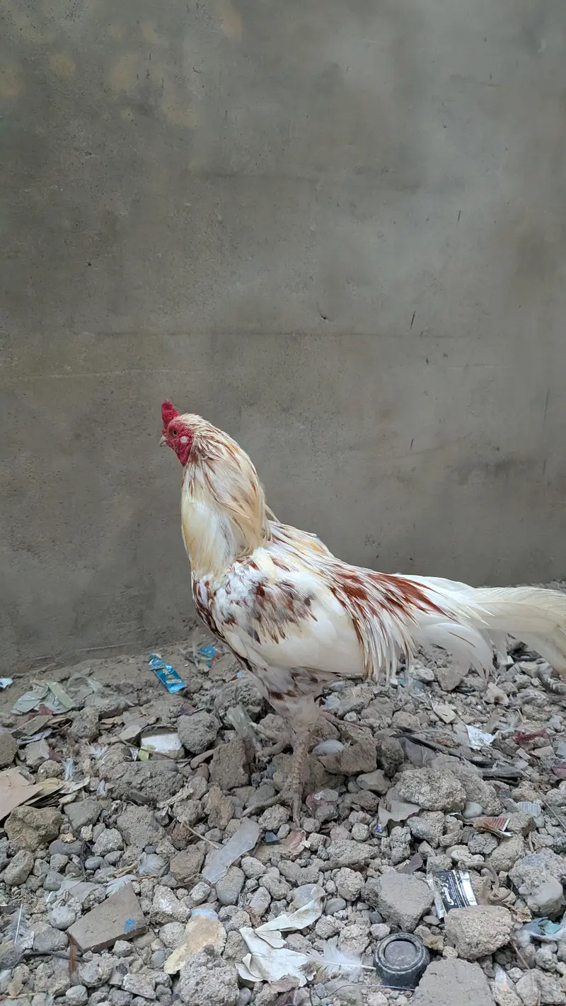 aseel mianwali and Sindhi aseel murgi — photo 10