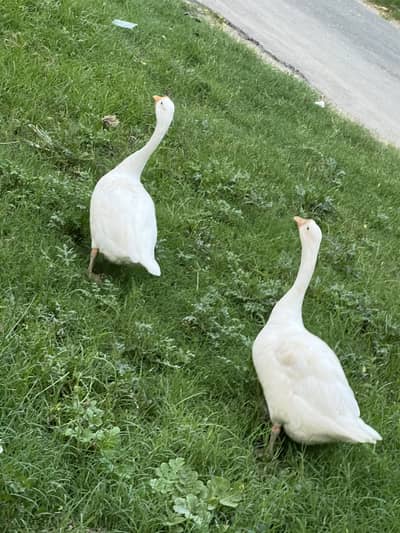 White Long Neck Duck Pair