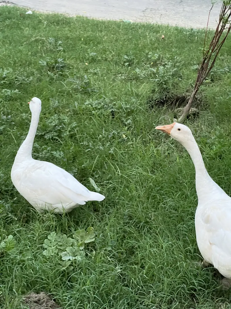 White Long Neck Duck Pair — photo 2