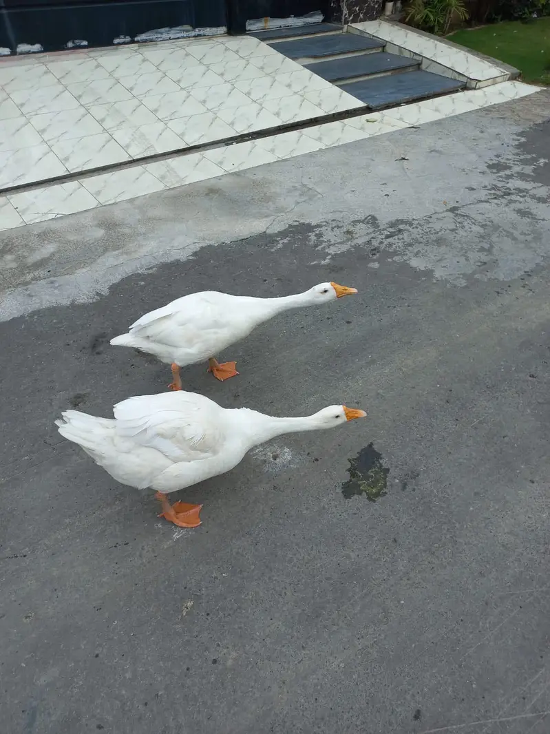 White Long Neck Duck Pair — photo 3