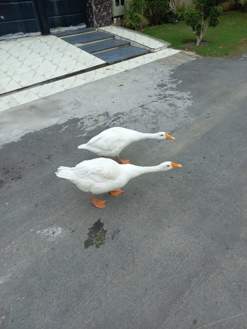White Long Neck Duck Pair — photo 4