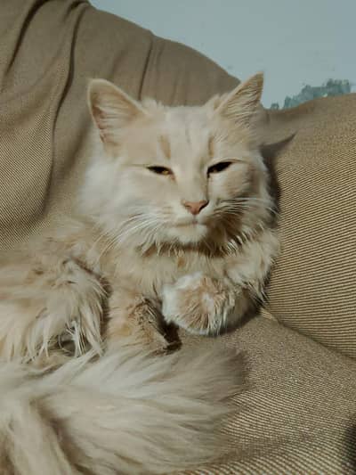 triple coat furr persian cat for sale