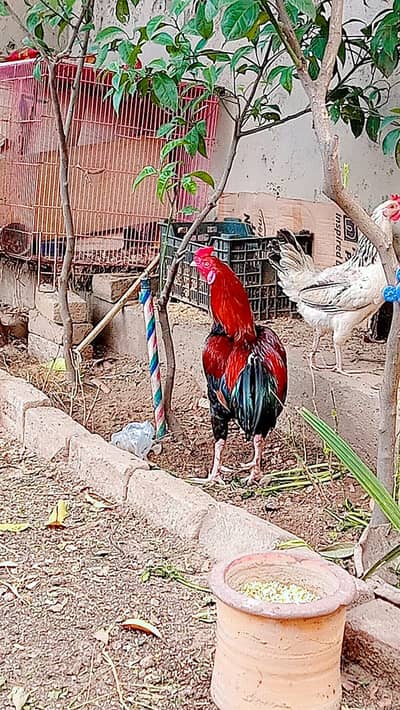 Pure Aseel Rooster – 1.25 Year Old – Healthy & Active