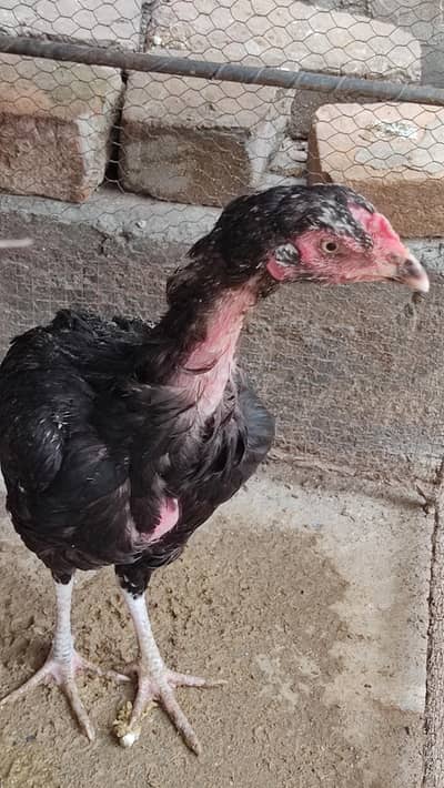 Black Aseel Hen For Sale