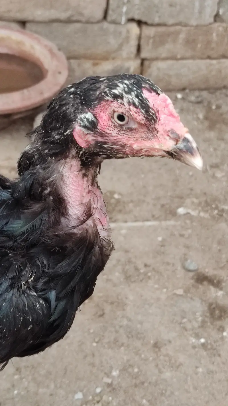 Black Aseel Hen For Sale — photo 2