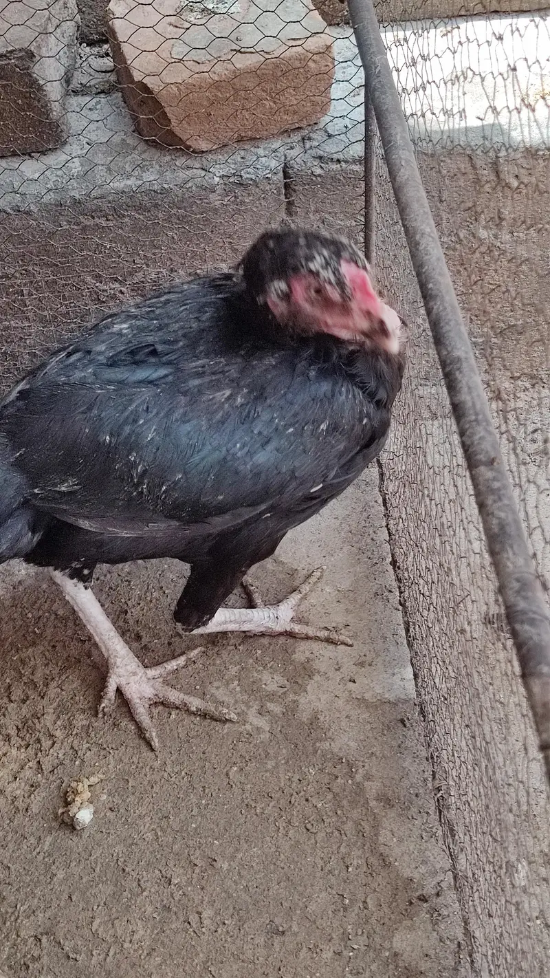 Black Aseel Hen For Sale — photo 3