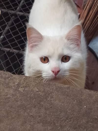 Persian Cat Available for a adoption Home or Organization