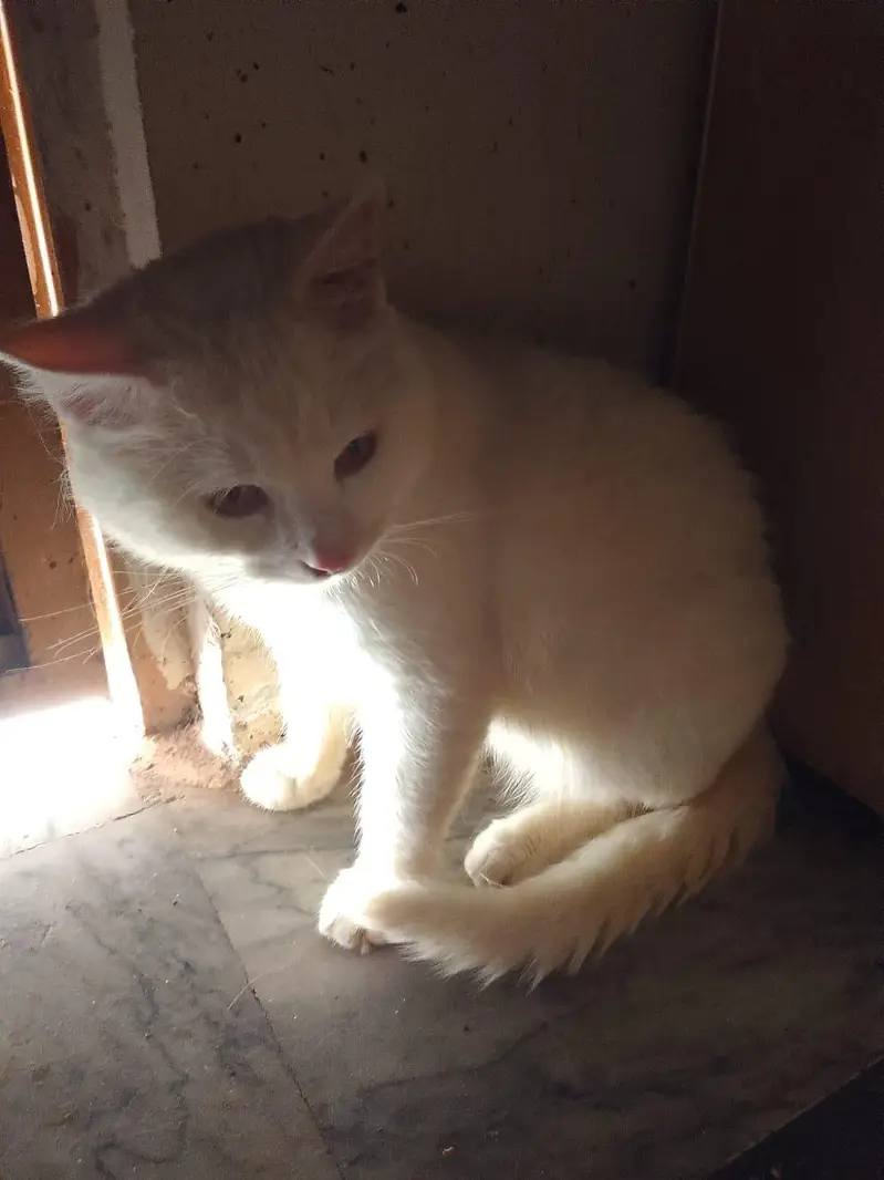 Persian Cat Available for a adoption Home or Organization — photo 2