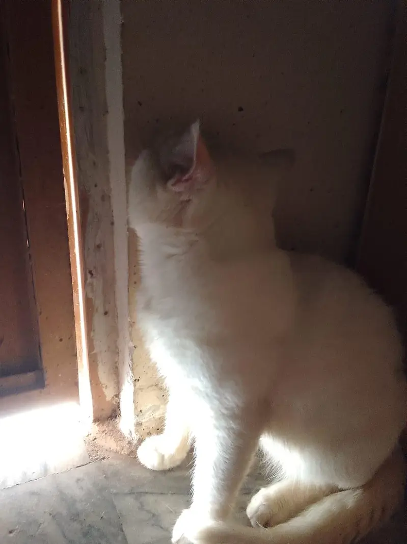 Persian Cat Available for a adoption Home or Organization — photo 3