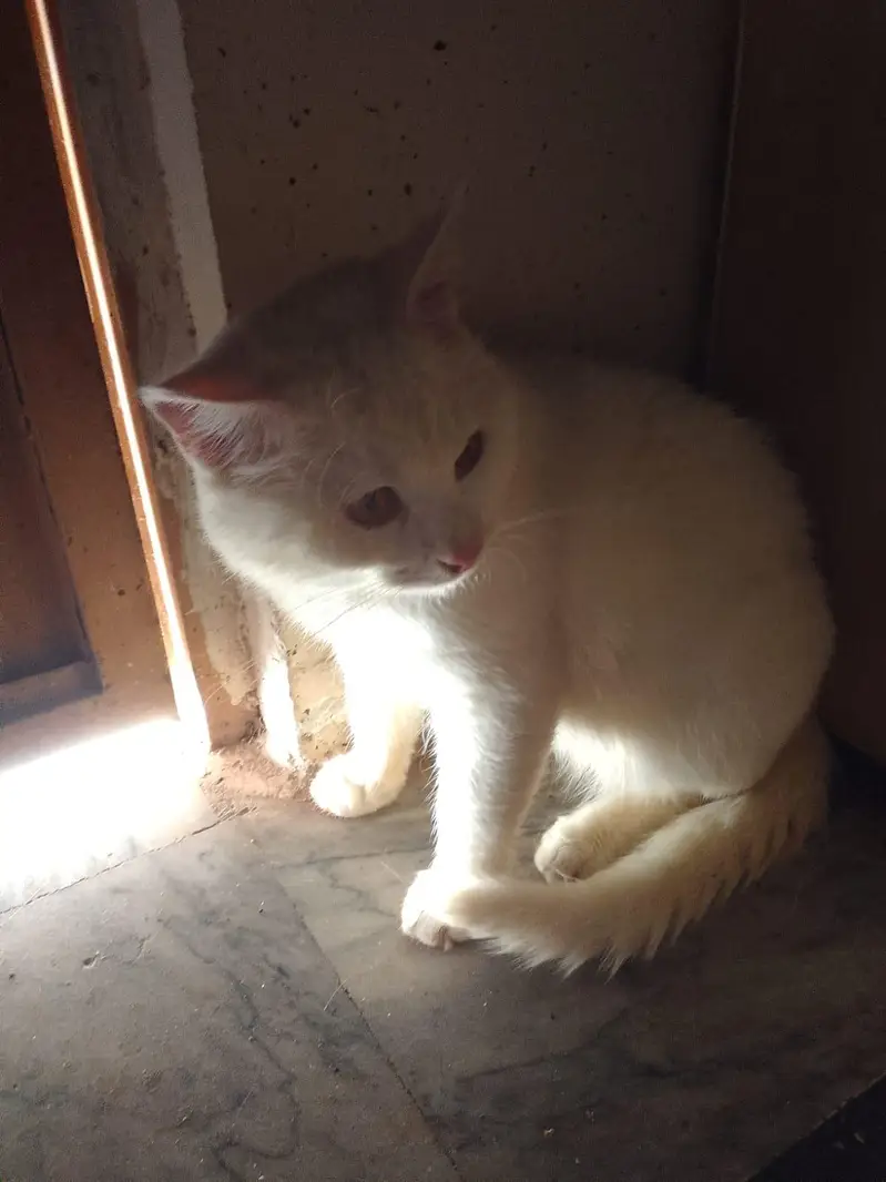 Persian Cat Available for a adoption Home or Organization — photo 4