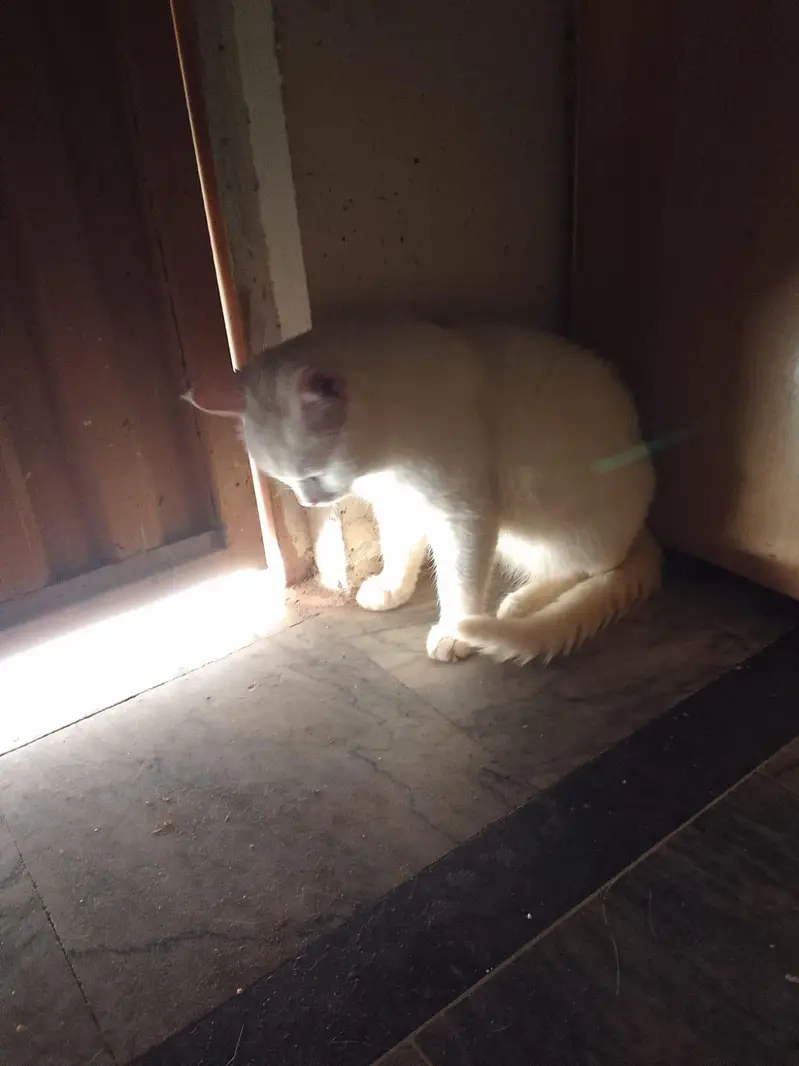 Persian Cat Available for a adoption Home or Organization — photo 5