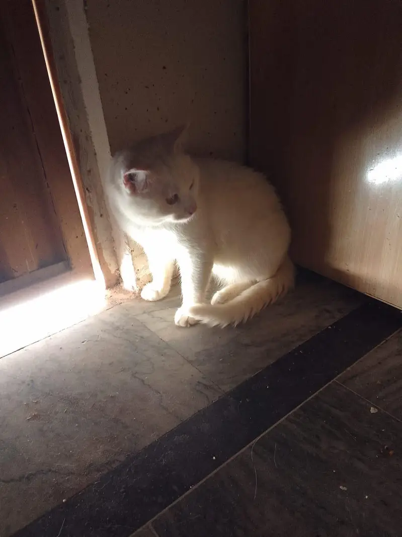 Persian Cat Available for a adoption Home or Organization — photo 6