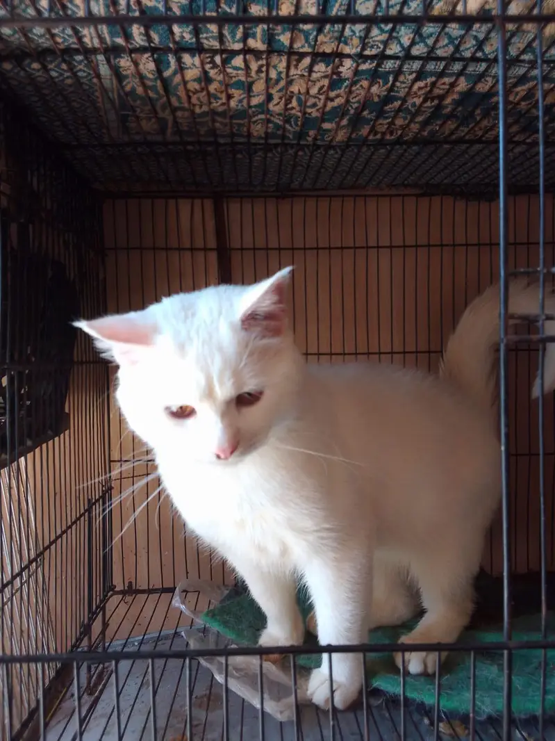 Persian Cat Available for a adoption Home or Organization — photo 7