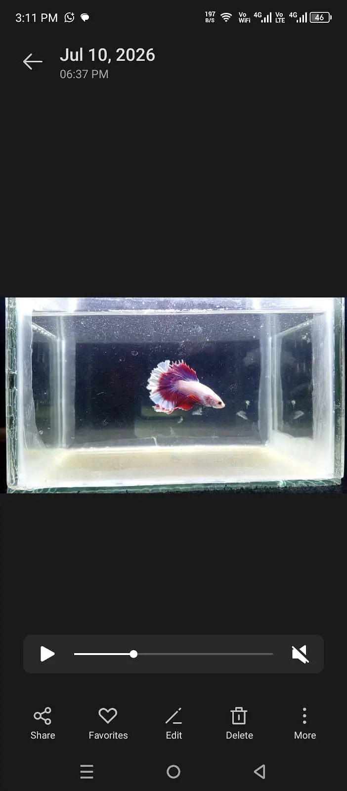 Premium Red & White HMPK Betta — photo 4