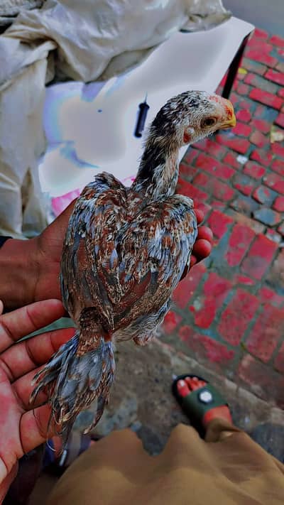 parrot beak chicks outclass quality one month age