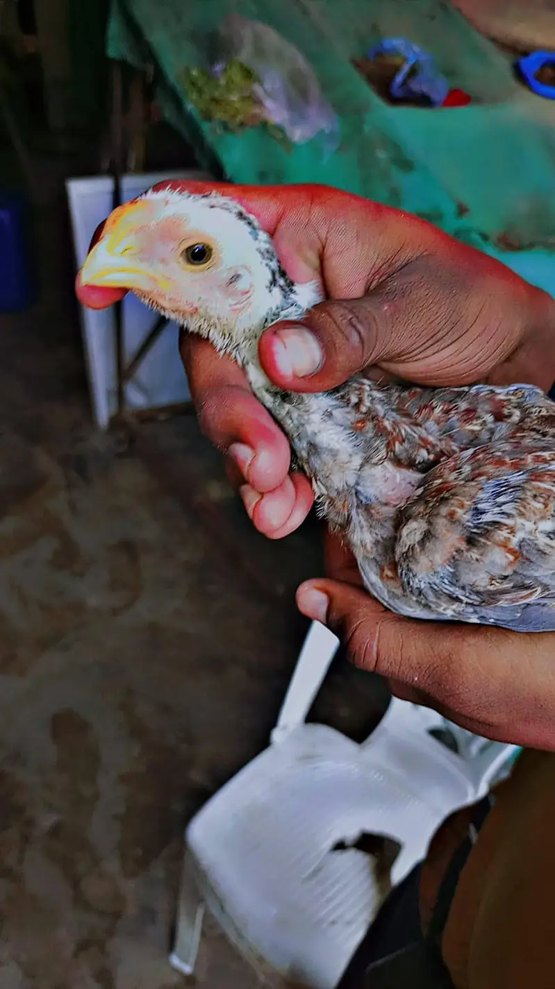 parrot beak chicks outclass quality one month age — photo 7