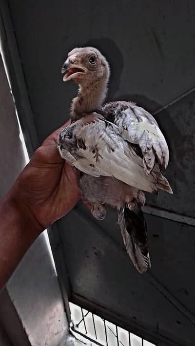Aseel chicks for sale,