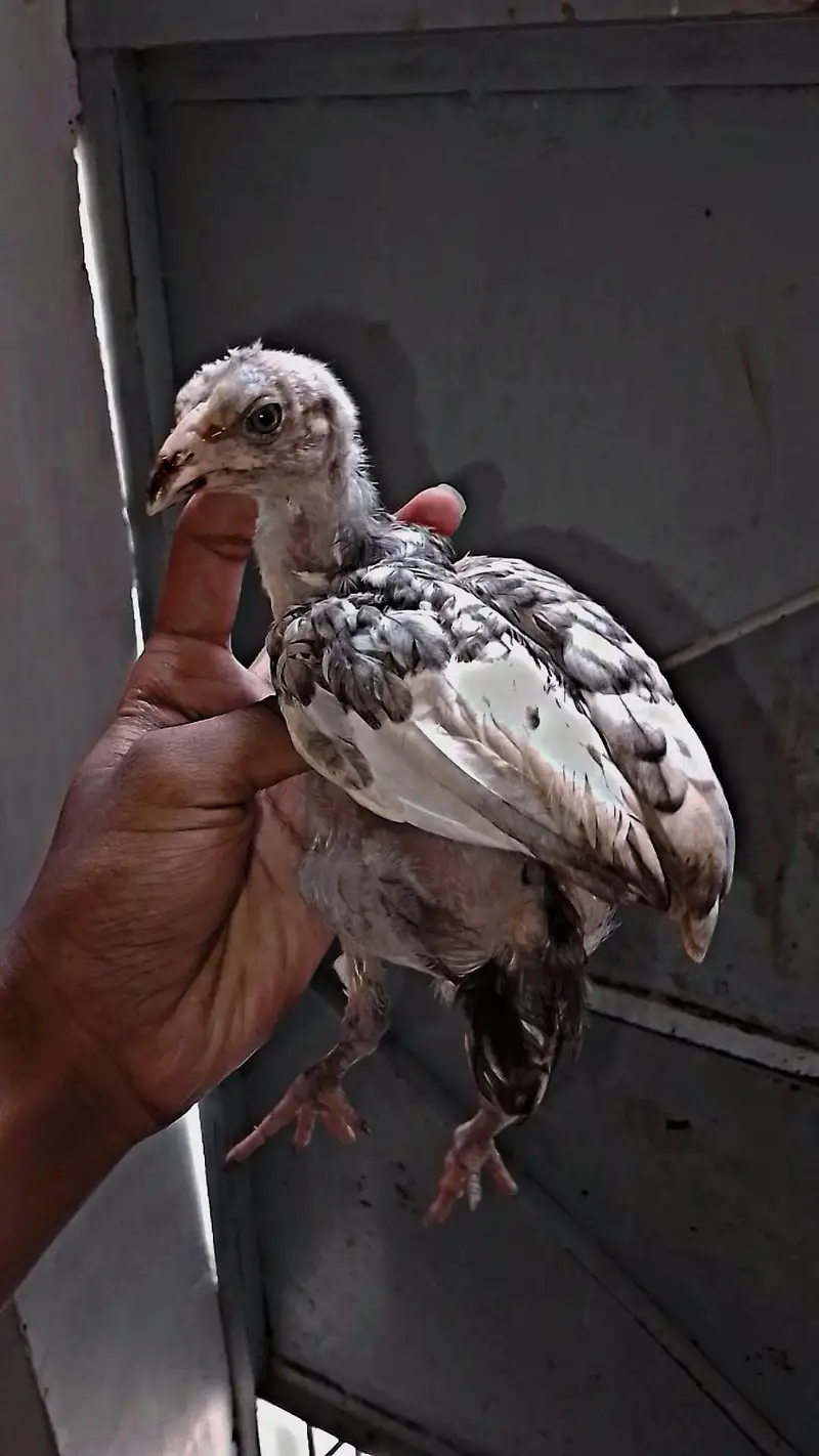 Aseel chicks for sale, — photo 2
