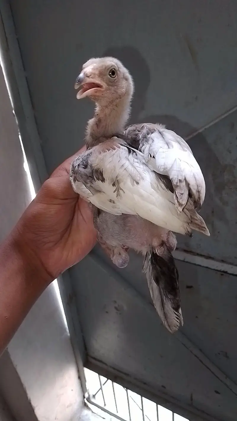 Aseel chicks for sale, — photo 3