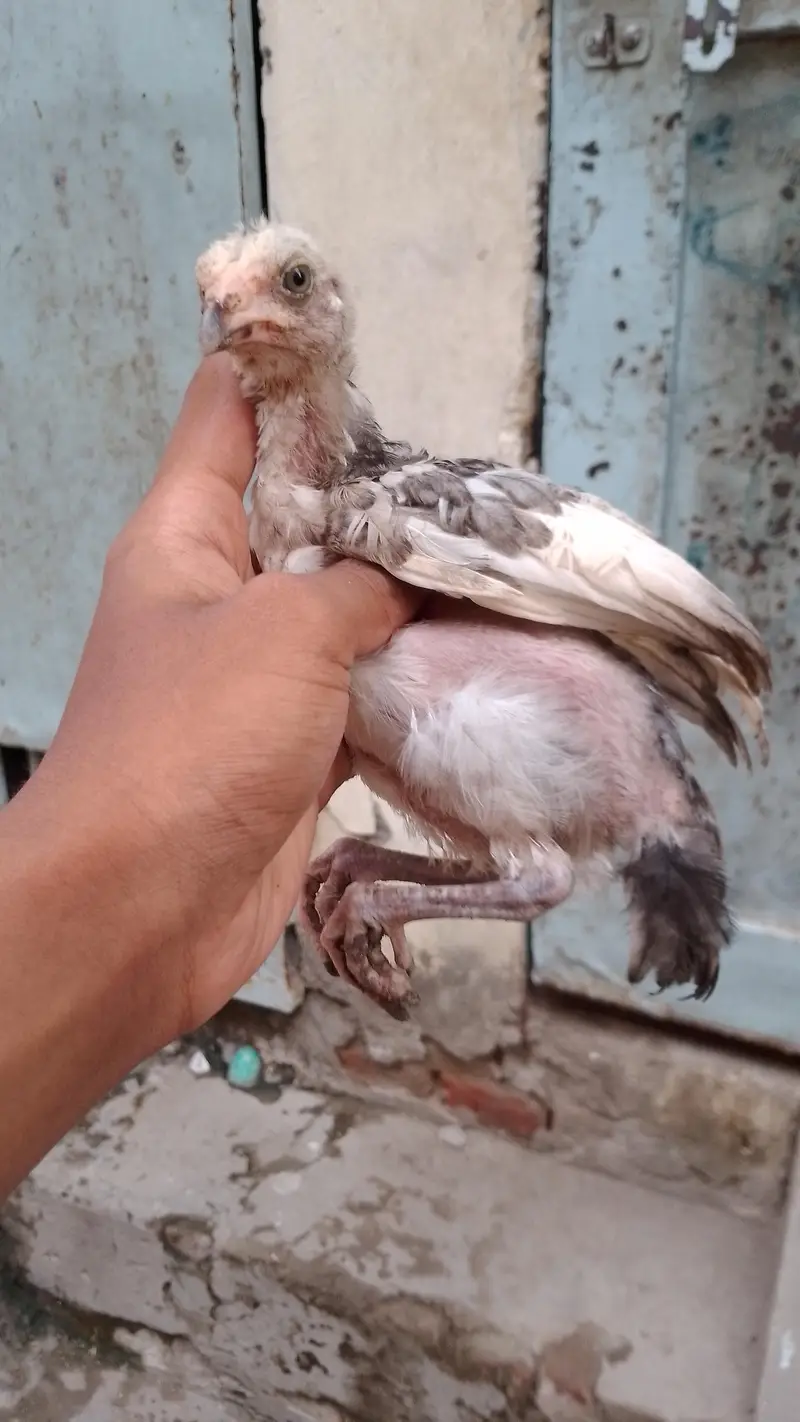 Aseel chicks for sale, — photo 4