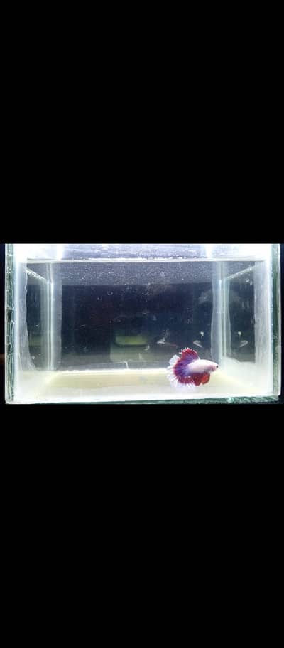 Premium Red & White HMPK Betta