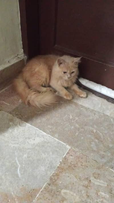 Long hair Persian