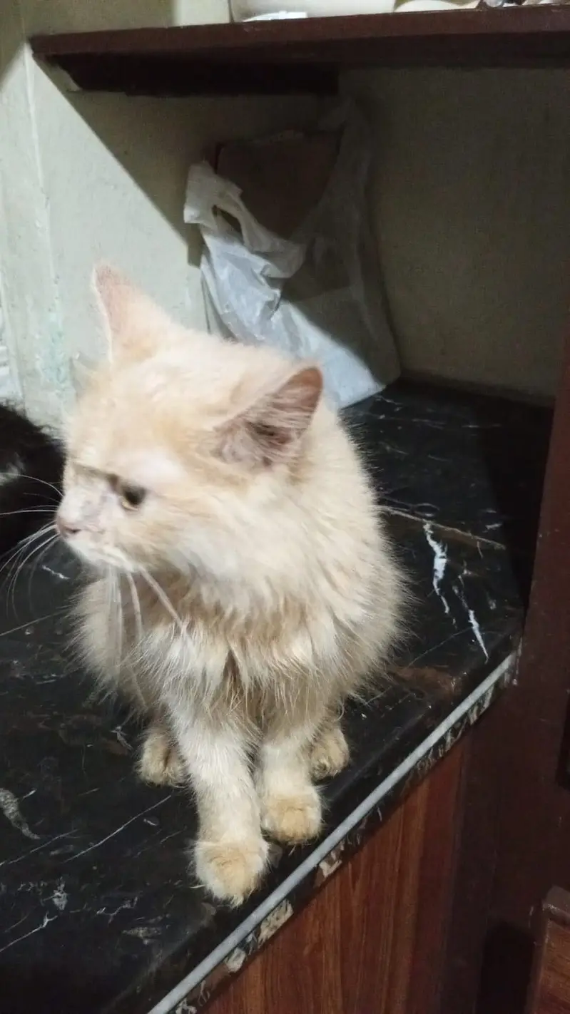 Long hair Persian — photo 2