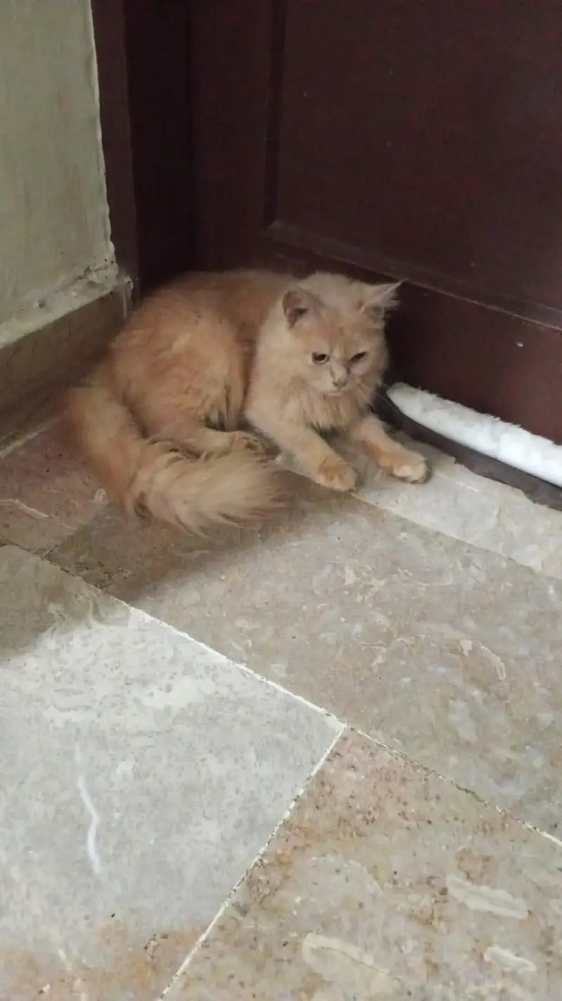 Long hair Persian — photo 3