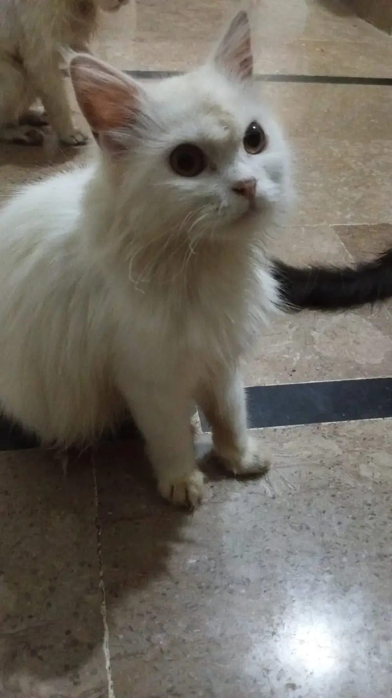 Long hair Persian — photo 4