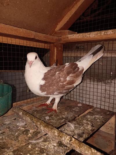 pigeon for sale