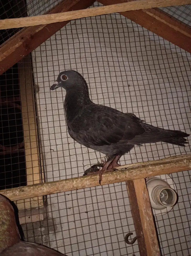 pigeon for sale — photo 2