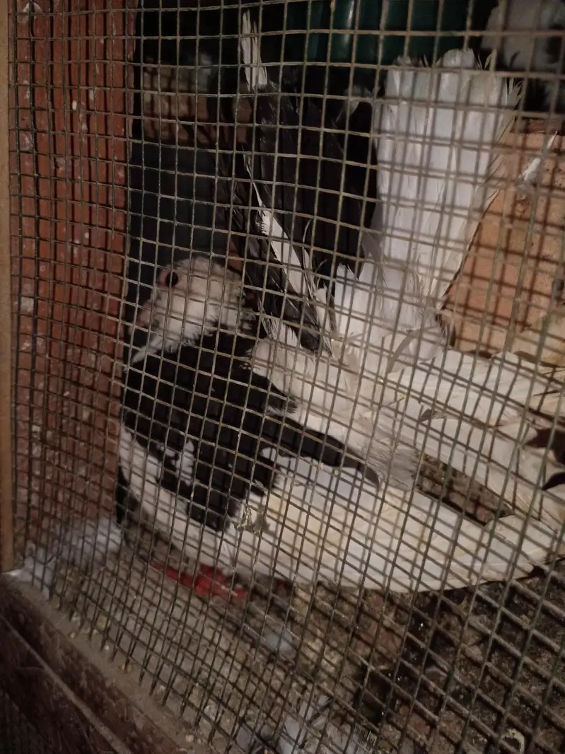pigeon for sale — photo 5