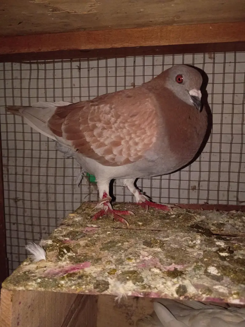 pigeon for sale — photo 6