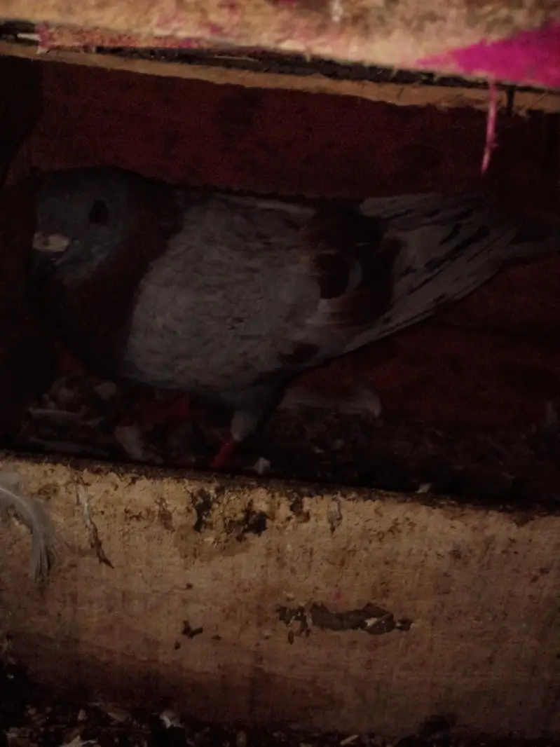 pigeon for sale — photo 7