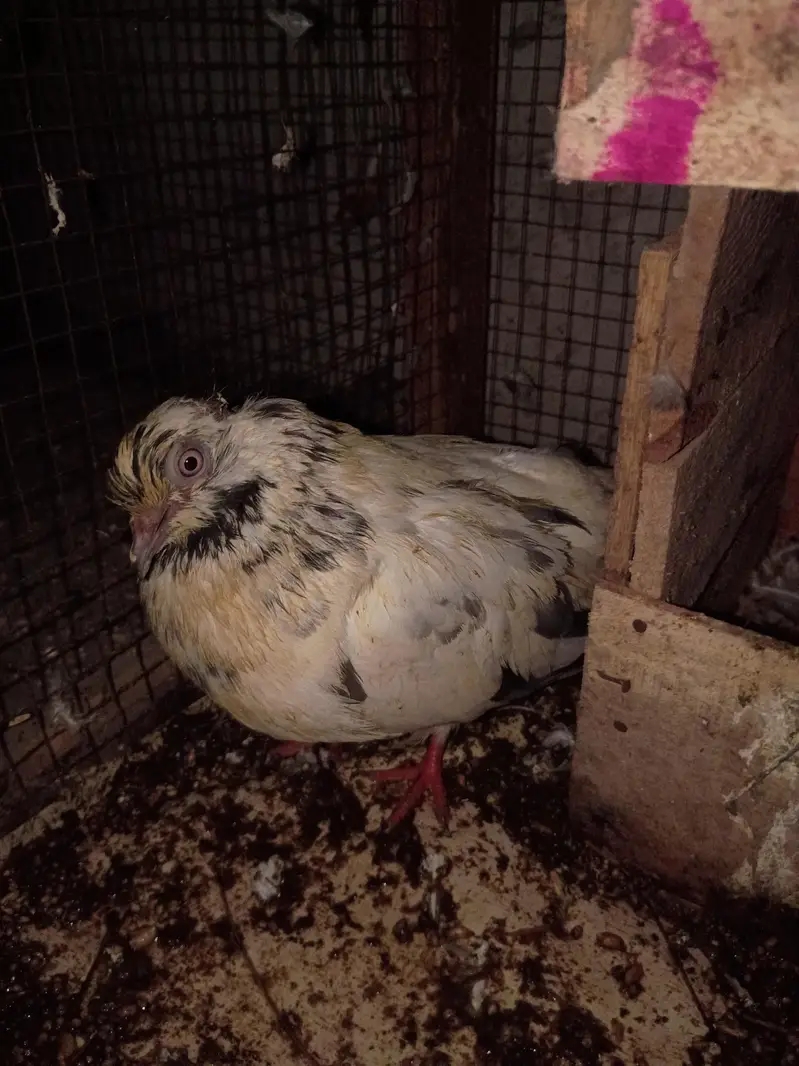 pigeon for sale — photo 8