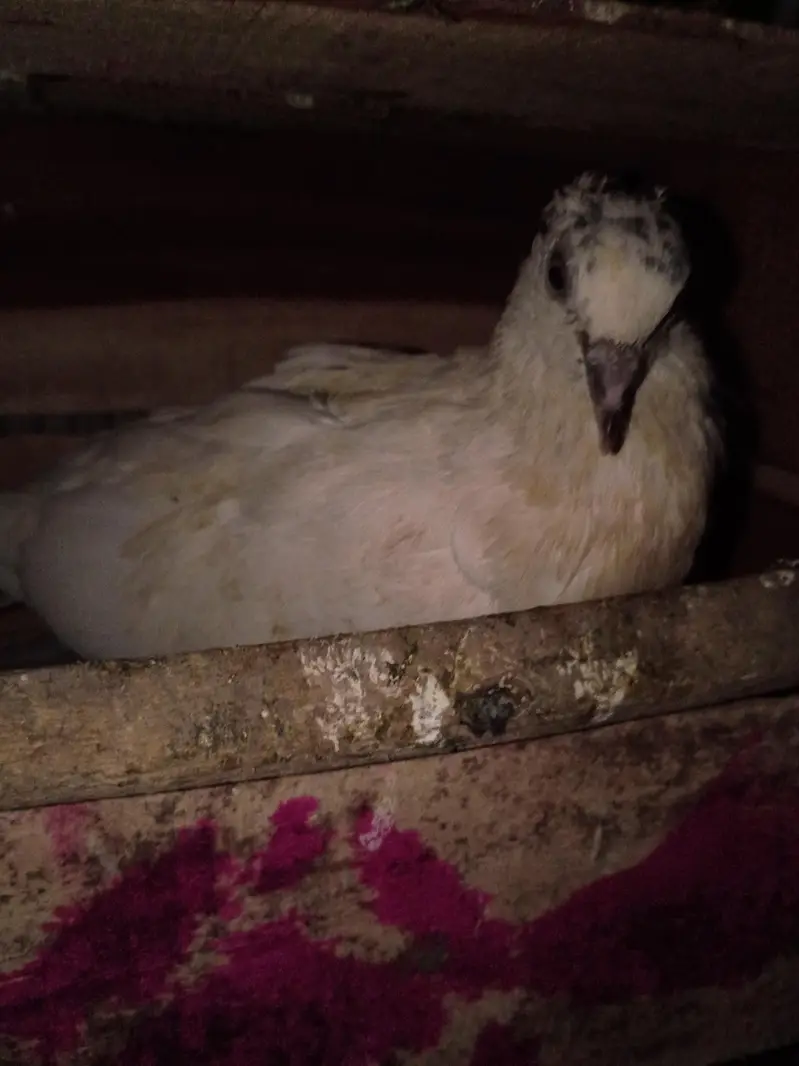pigeon for sale — photo 9