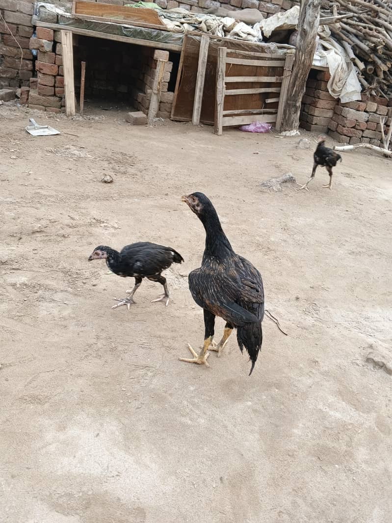 khanpho 1