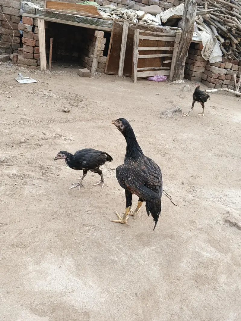 khanpho — photo 2