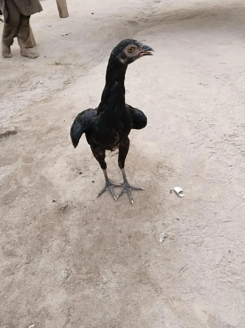 khanpho — photo 3
