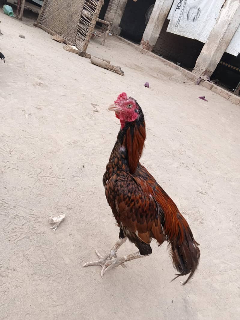 khanpho 3