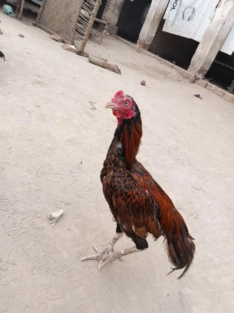 khanpho — photo 4